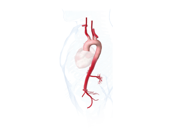 EACTS and STS guidelines recognize aorta ‘as an organ in its own right’
