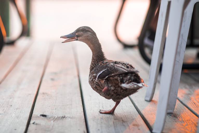 Government Grand Rounds: What happens next? The importance of the lame duck session for vascular surgeons